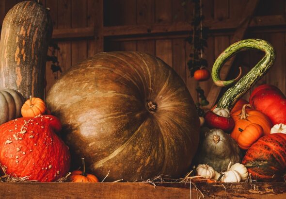 fall harvest guide