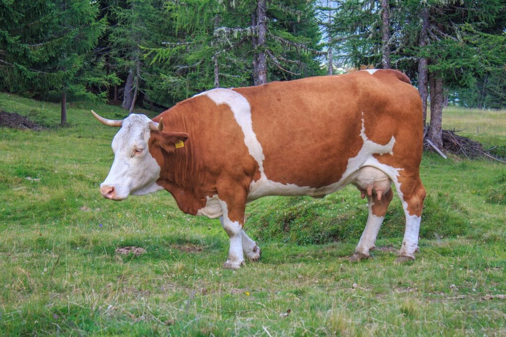 Ultimate Animal Nutrition Guide: Boost Health & Growth