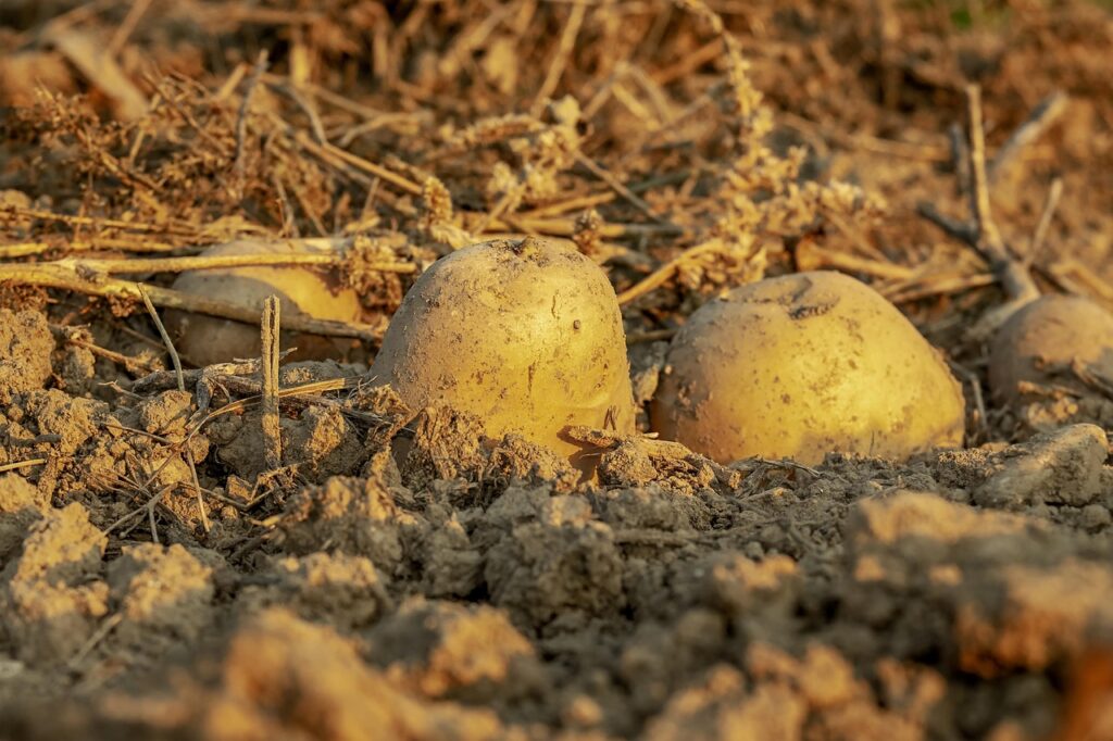 No Till Farming: Boost Yields and Soil Health