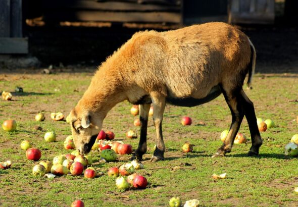 Essential Animal Weight Gain Tips for Optimal Health