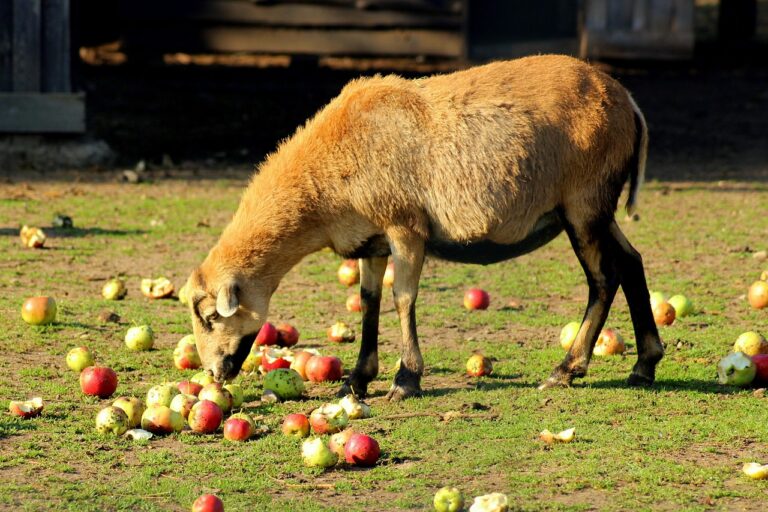 sheep-3737585_1280