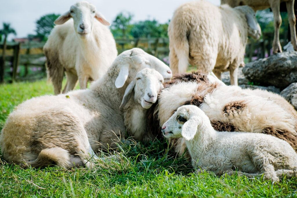Master Farm Budgeting: Essential Basics for Success