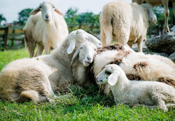 Master Farm Budgeting: Essential Basics for Success