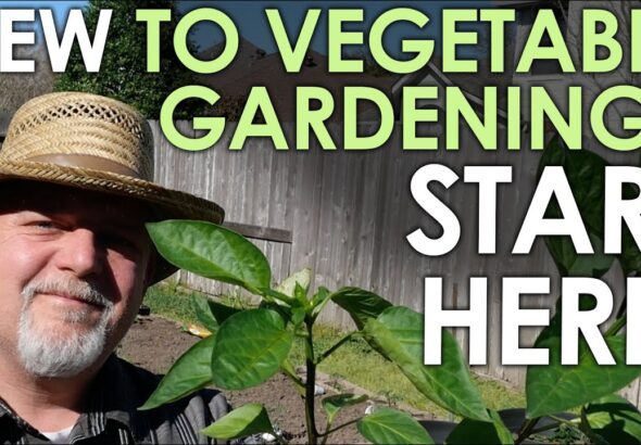 Ultimate Vegetable Gardening Starter Guide for Beginners – Black Gumbo