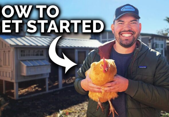 Essential Guide to Raising Chickens: All You Need to Know!