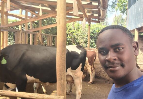 Discover the Ingenious Cow Shed Design Behind This Small Farm’s High Milk Production | My Dream Farm