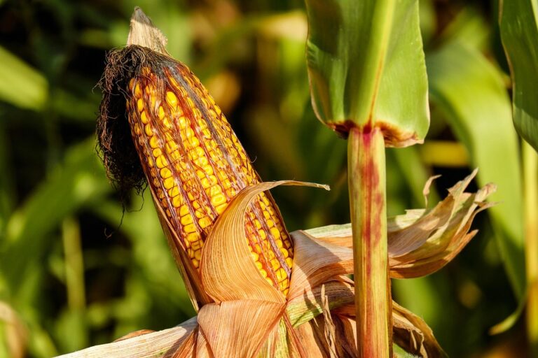 crop diversification strategies