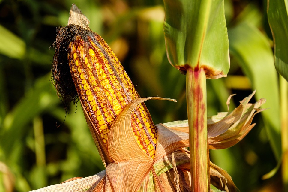 crop diversification strategies