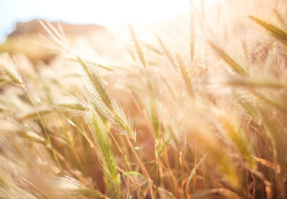 crop farming income
