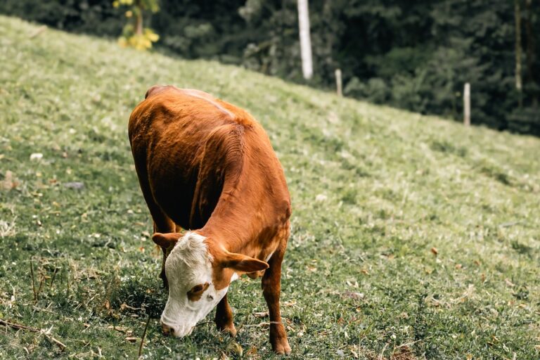 livestock farming profits