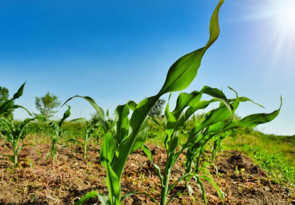 organic farming business