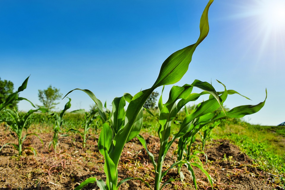 organic farming business