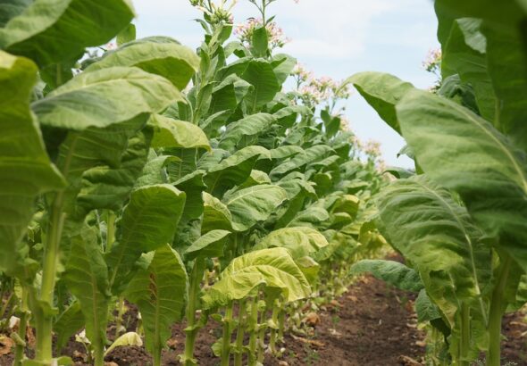 farm subsidy programs