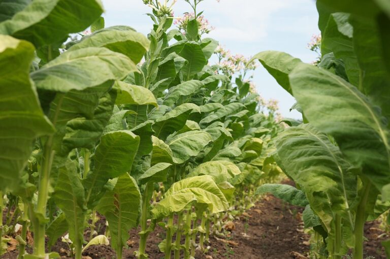 farm subsidy programs