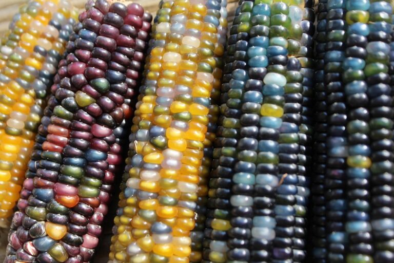 seed selection farming