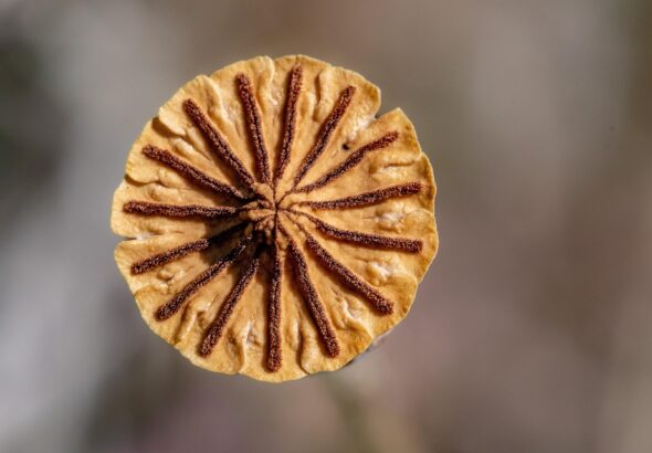 seasonal seed selection