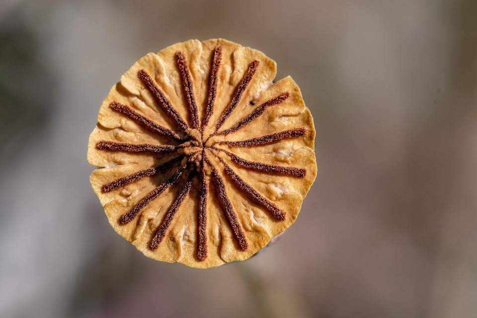 seasonal seed selection