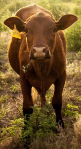 meat production livestock