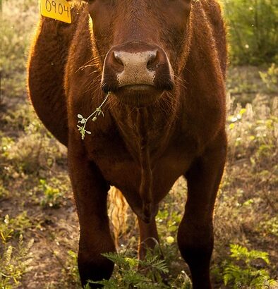 meat production livestock