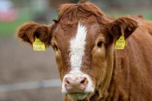 calf rearing tips
