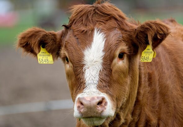 calf rearing tips