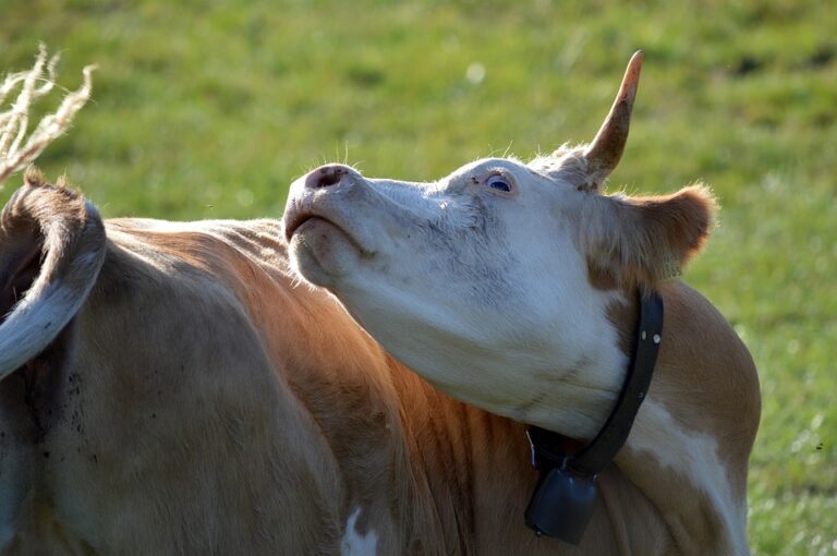 farm animal diseases