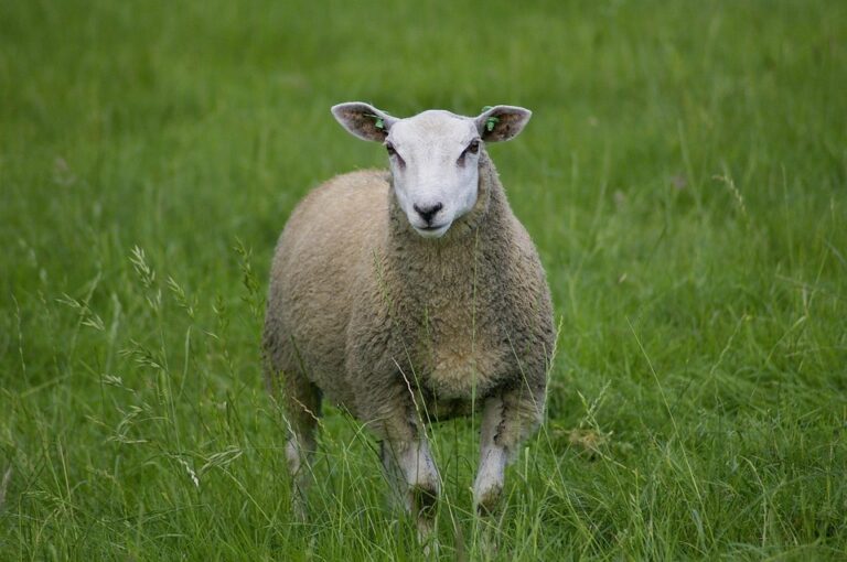 farm loan options