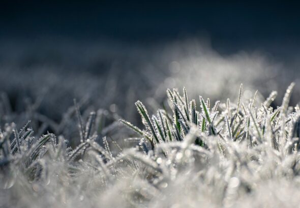 frost protection crops