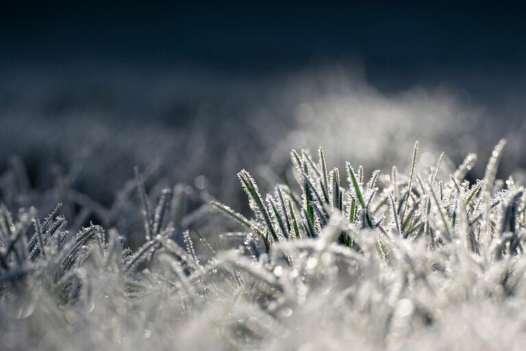 frost protection crops