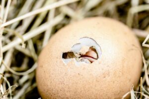poultry egg production tips