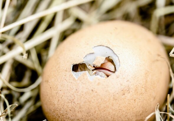 poultry egg production tips