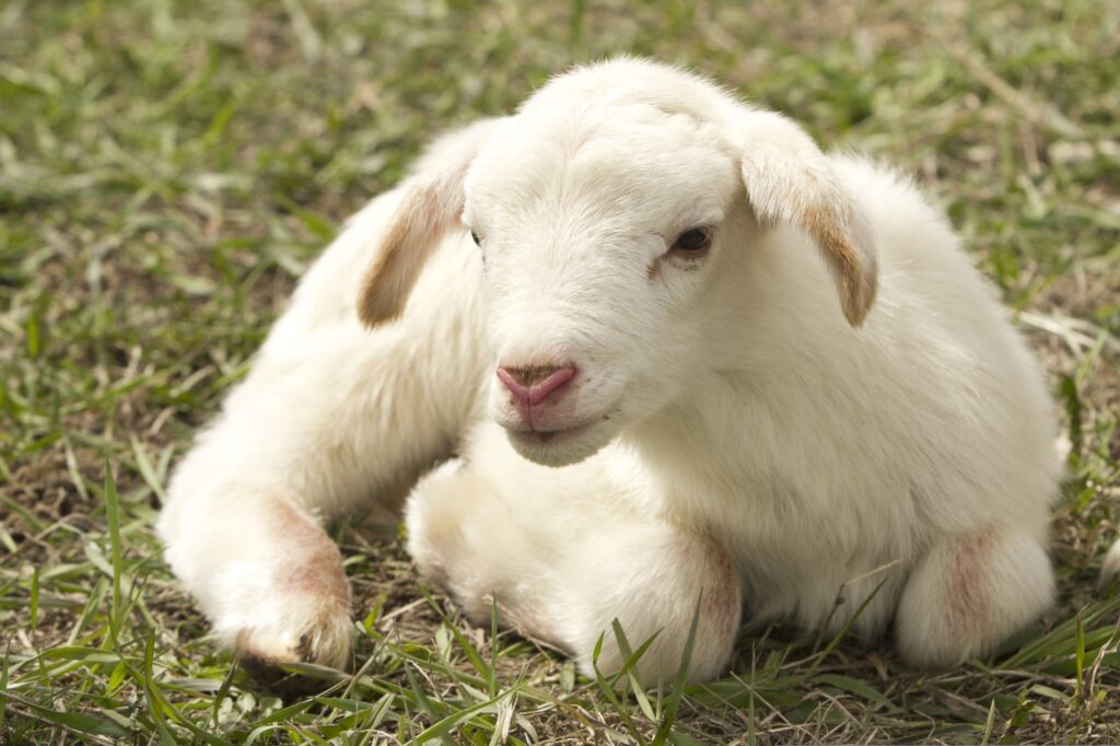Ultimate Guide to Understanding Farm Animal Behavior