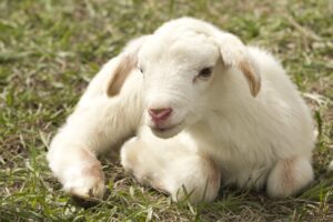 cathy0952-lamb-2216160
