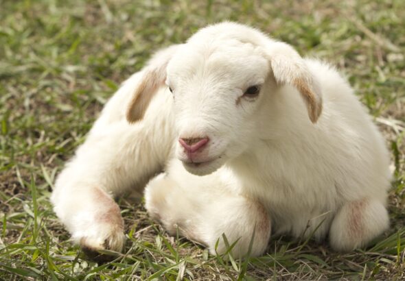 Ultimate Guide to Understanding Farm Animal Behavior