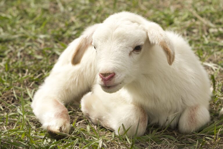 cathy0952-lamb-2216160