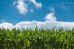 clickerhappy-corn-field-440338