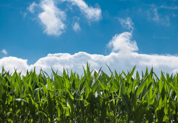 Maximize Crop Yields with Seasonal Farming Strategies