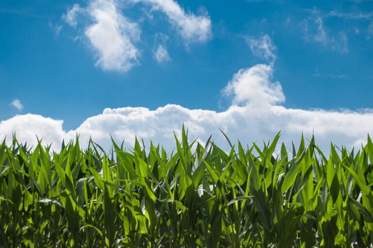 clickerhappy-corn-field-440338