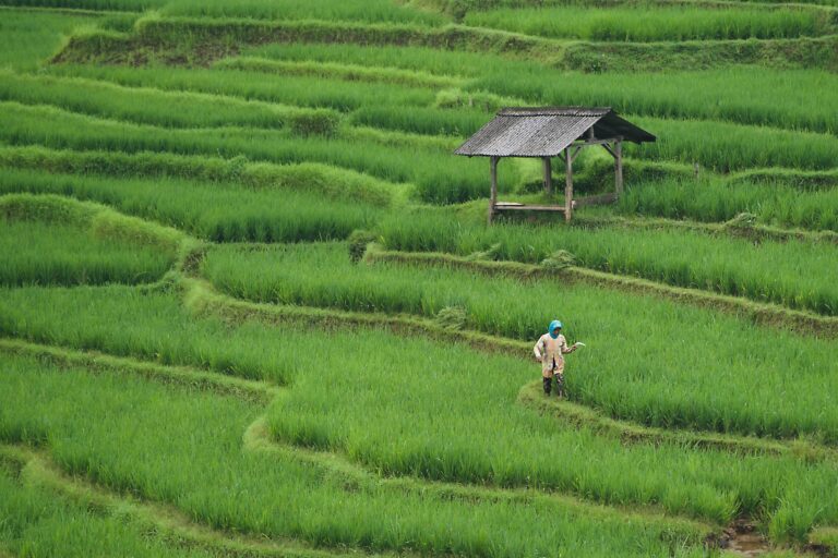 ignartonosbg-rice-field-7890204