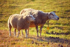mabelamber-sheeps-3562868