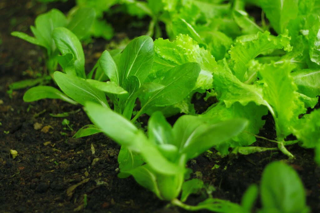 outsideclick-seedlings-for-planting-5325665