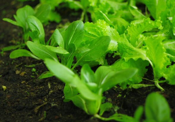 Essential Seasonal Planting Guide for Beginners